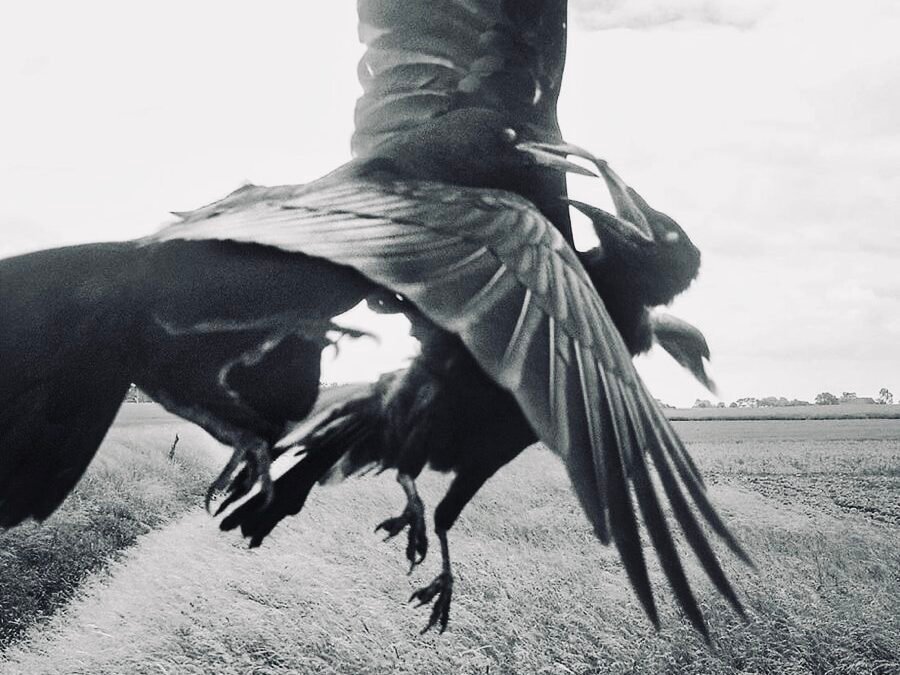 MERYEM SENFONİSİ | Yiğit Ergün