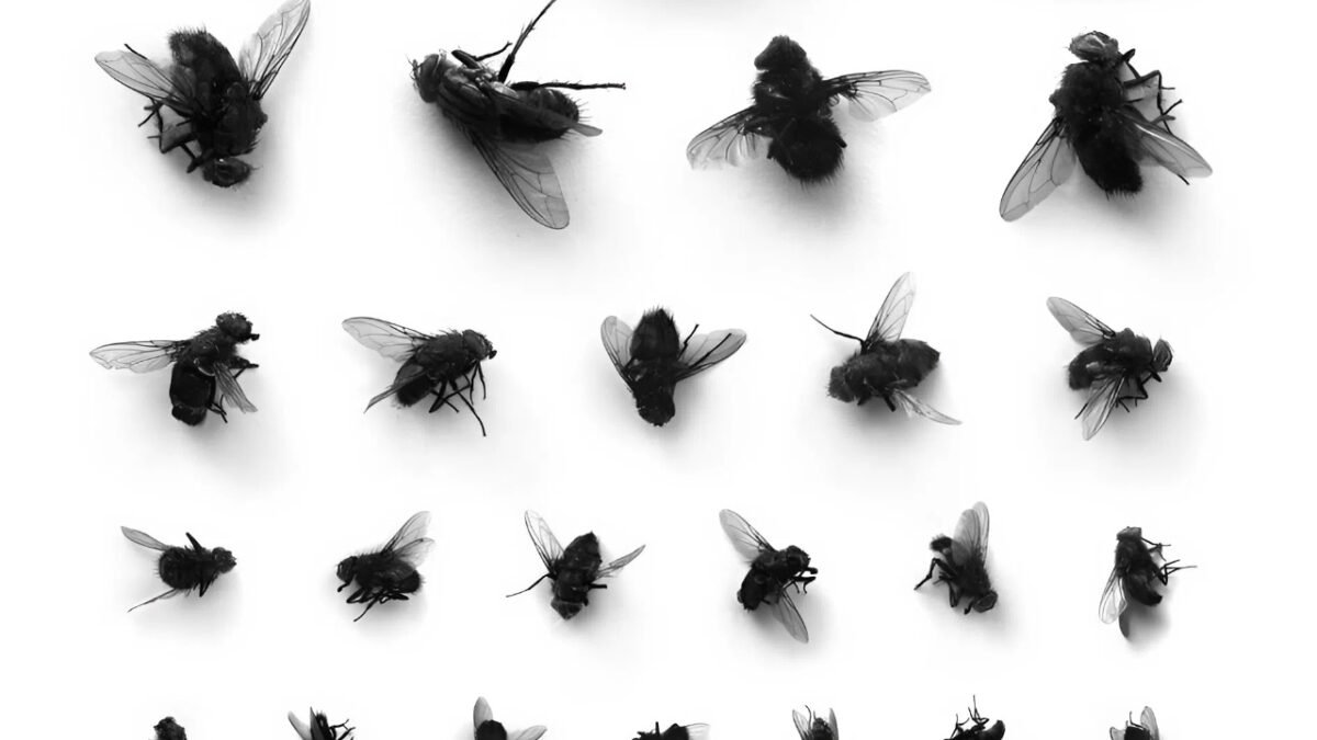 SİNEKLERLE İNSANLARIN MASALI | Senem Gökel